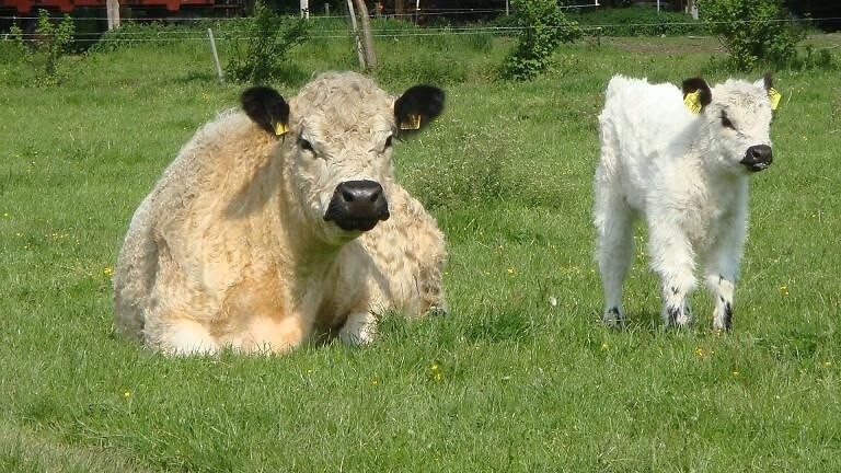 Galloways Hofmetzgerei Gernt, © Hofmetzgerei Gernt Galloways Hofmetzgerei Gernt, © Hofmetzgerei Gernt