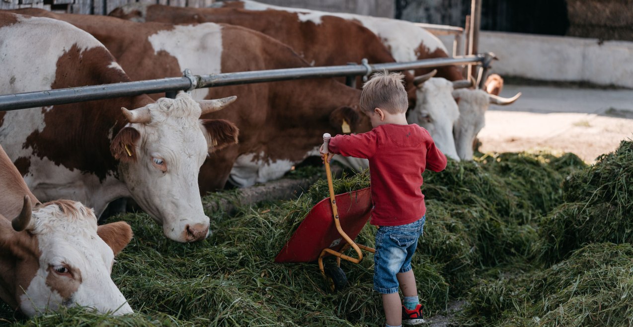 Junge füttert Kühe mit Gras, © Inn-Salzach Tourismus Junge füttert Kühe mit Gras, © Inn-Salzach Tourismus