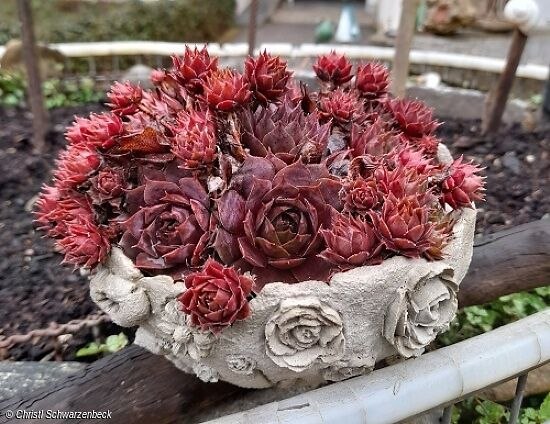 Knetbeton Schale, © Kasterl Kunterbunt Knetbeton Schale, © Kasterl Kunterbunt