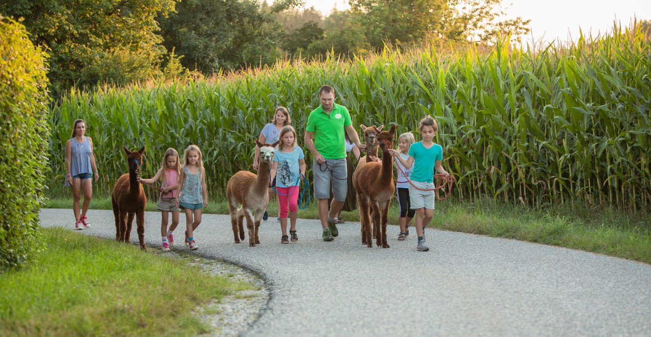 Gruppe wandert mit Alpakas, © Inn-Salzach Tourismus Gruppe wandert mit Alpakas, © Inn-Salzach Tourismus
