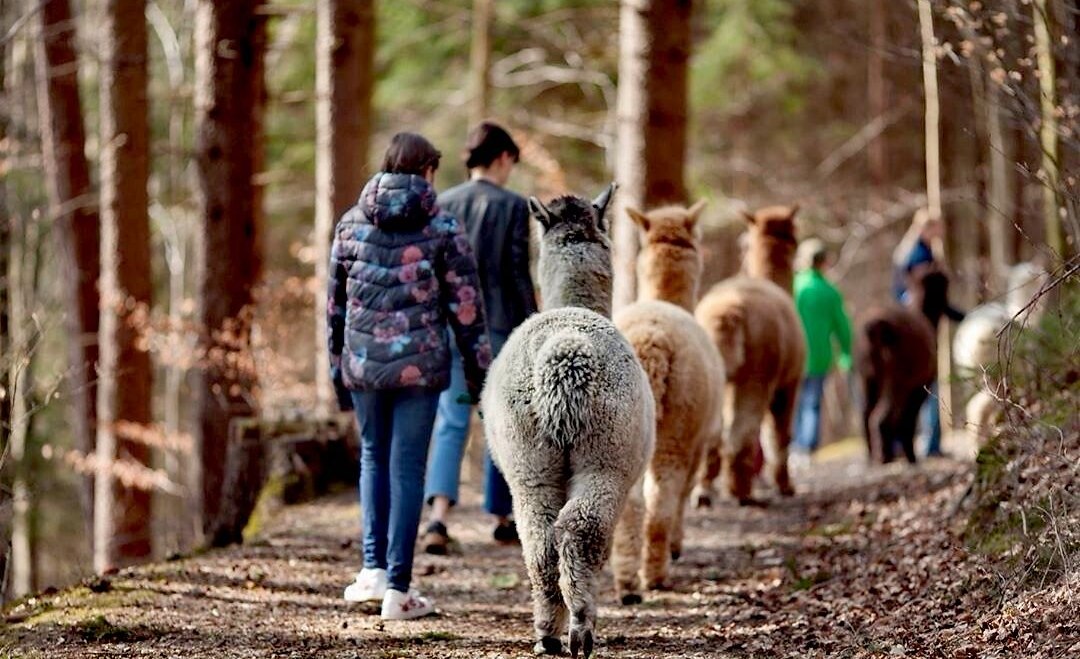 Alpakawanderung durch Herbstwald, © Bayernland Alpakas Alpakawanderung durch Herbstwald, © Bayernland Alpakas