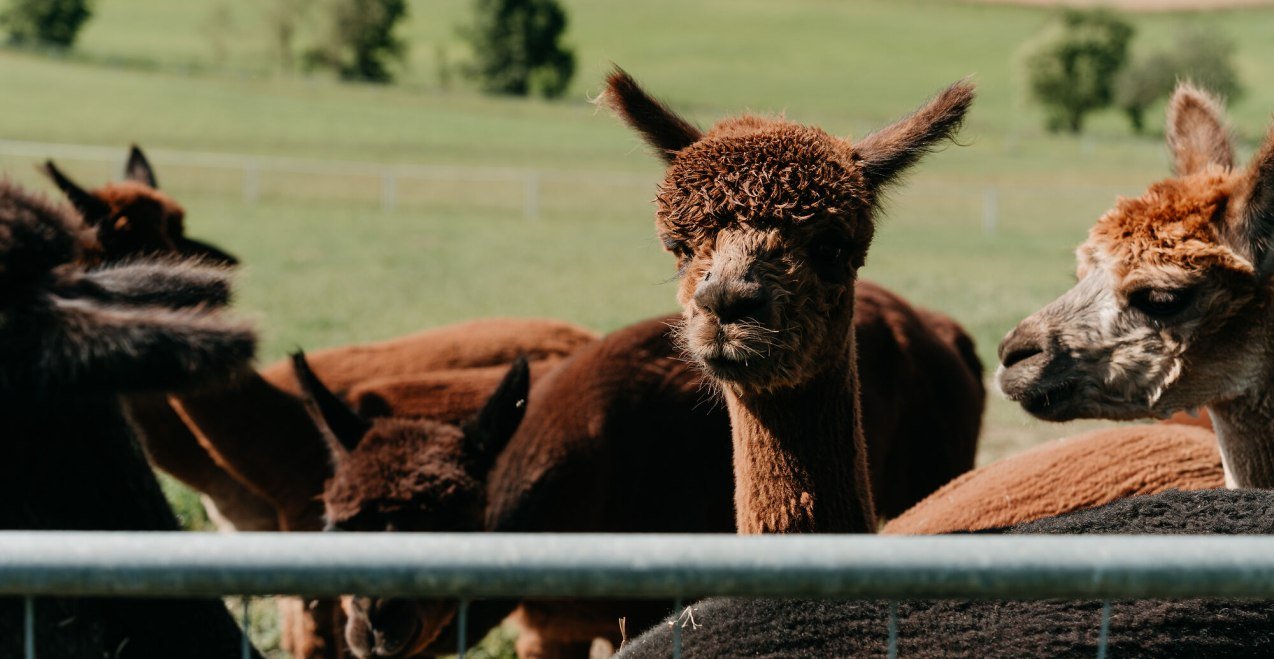 Adventsaktion beim Erlebnisbauernhof Hennetsberg, © Tourismusverband Inn-Salzach Adventsaktion beim Erlebnisbauernhof Hennetsberg, © Tourismusverband Inn-Salzach