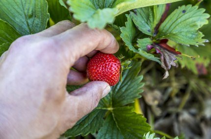 Beeren Hausner Burgkirchen a. d. Alz, Erdbeeren, © Inn-Salzach Tourismus Beeren Hausner Burgkirchen a. d. Alz, Erdbeeren, © Inn-Salzach Tourismus
