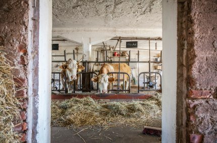 Kuh auf dem Bauernhof, © Inn-Salzach Tourismus Kuh auf dem Bauernhof, © Inn-Salzach Tourismus