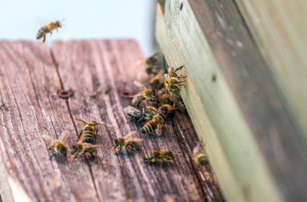 Bienen Bienen