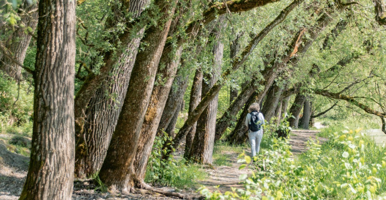 Frau wandert unter Bäumen, © Inn-Salzach Tourismus Frau wandert unter Bäumen, © Inn-Salzach Tourismus