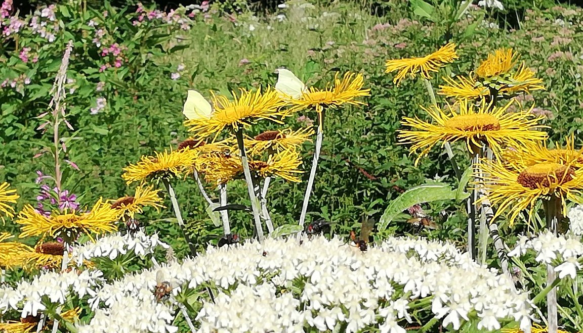 Blumen und Kräuter in Trostberg, © Andrea Rrieplhuber Blumen und Kräuter in Trostberg, © Andrea Rrieplhuber