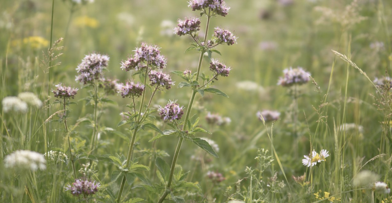 Oregano auf der Wiese, © Inn-Salzach Tourismus Oregano auf der Wiese, © Inn-Salzach Tourismus