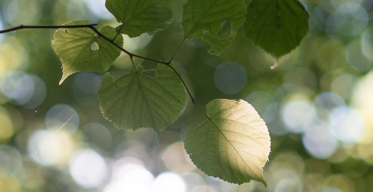 Blätter im Wald, © Inn-Salzach Tourismus Blätter im Wald, © Inn-Salzach Tourismus