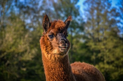 Alpaka von der Niedergerne Alpaka Ranch bei Haiming., © Niedergerner Alpaka Ranch