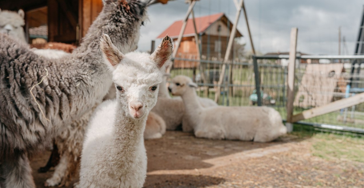 p7g7D7swSOzHxC1fSM5u4MuPR1MvaLhkuIJm4xul.jpg, © Inn-Salzach Tourismus p7g7D7swSOzHxC1fSM5u4MuPR1MvaLhkuIJm4xul.jpg, © Inn-Salzach Tourismus