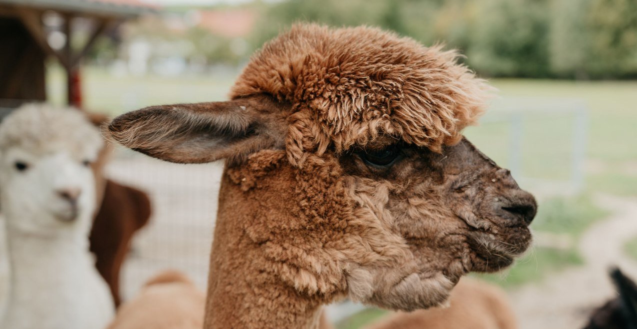 Alpakakopf von der Seite, © Inn-Salzach Tourismus Alpakakopf von der Seite, © Inn-Salzach Tourismus