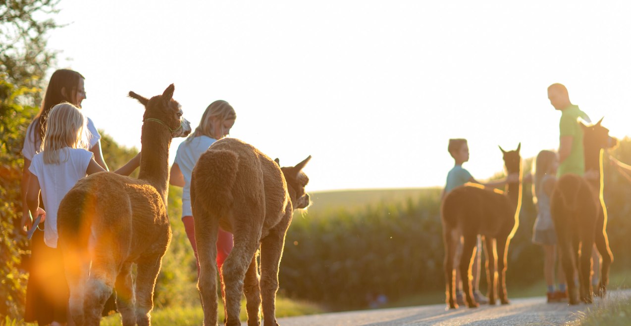 Alpakas bei einer Wanderung mit Familie, © Inn-Salzach Tourismus Alpakas bei einer Wanderung mit Familie, © Inn-Salzach Tourismus