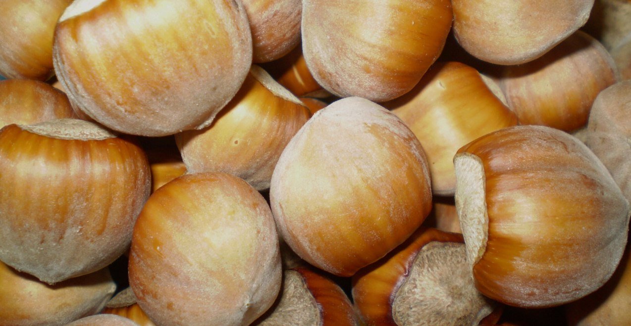 Viele Haselnüsse, © Bayern Haselnuss Viele Haselnüsse, © Bayern Haselnuss