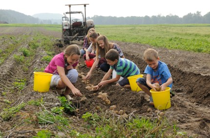 Kinder beim Kartoffel ernten auf dem Feld, © Hofladen Griesmühle
