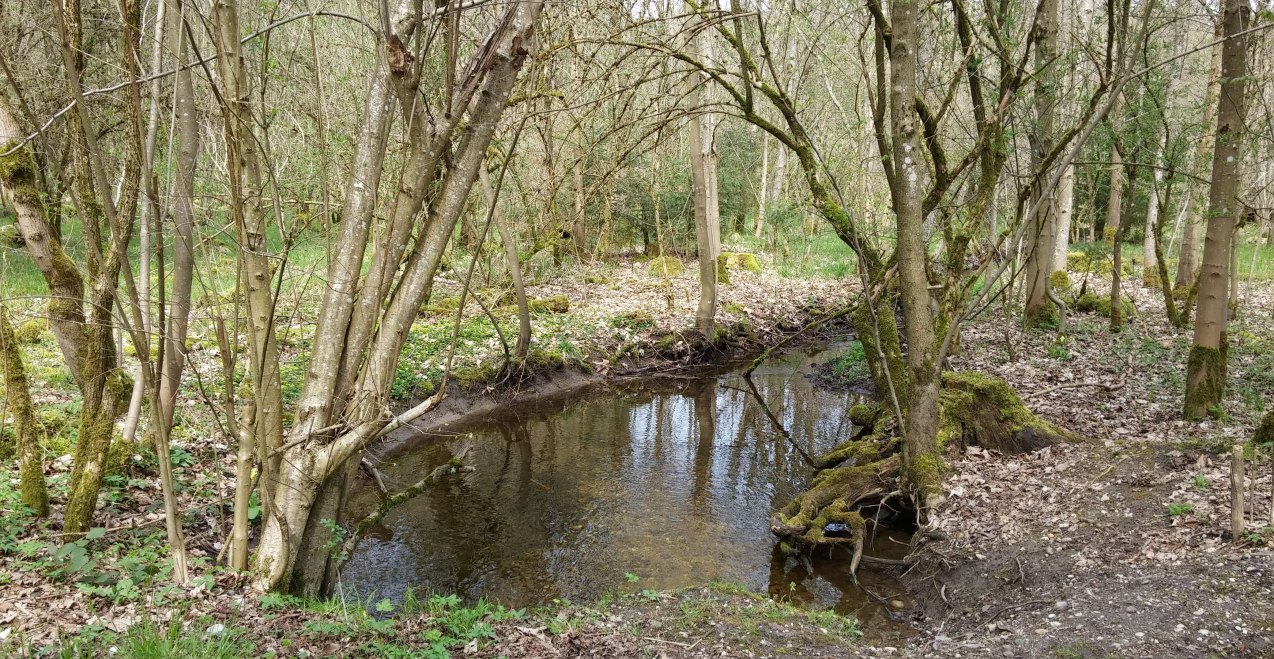 Franzosenbach im Großhaager Forst, © Hans Schmidt Franzosenbach im Großhaager Forst, © Hans Schmidt