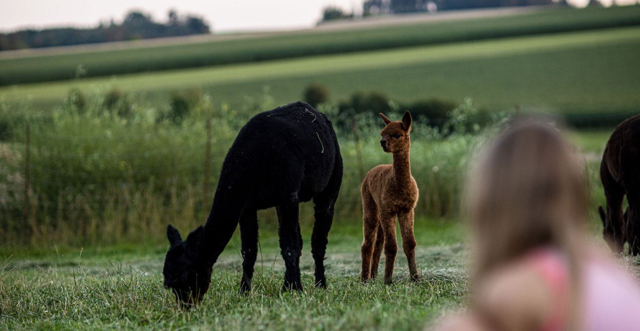 Alpakas Erlebnisbauernhof Hennetsberg, © Inn-Salzach Tourismus Alpakas Erlebnisbauernhof Hennetsberg, © Inn-Salzach Tourismus