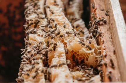 Bienen und Waben Imkerlerhpfad Marktl, © Inn-Salzach Tourismus Bienen und Waben Imkerlerhpfad Marktl, © Inn-Salzach Tourismus