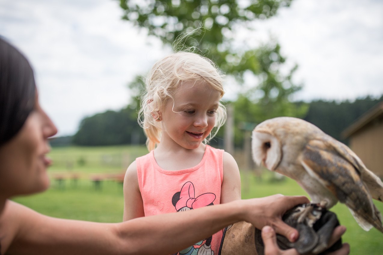 Zu Besuch in der Falknershow des Wildfreizeitparks Oberreith, © Inn-Salzach Tourismus