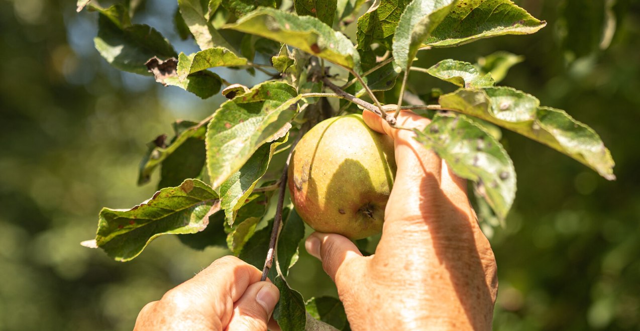 Apfel ernten vom Baum, © Inn-Salzach Tourismus Apfel ernten vom Baum, © Inn-Salzach Tourismus