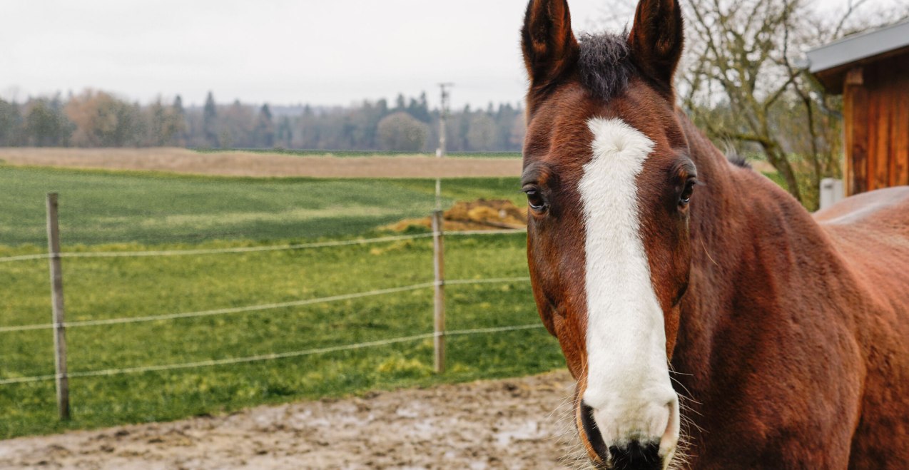 Bio Reittour, © Tourismusverband Inn Salzach Bio Reittour, © Tourismusverband Inn Salzach