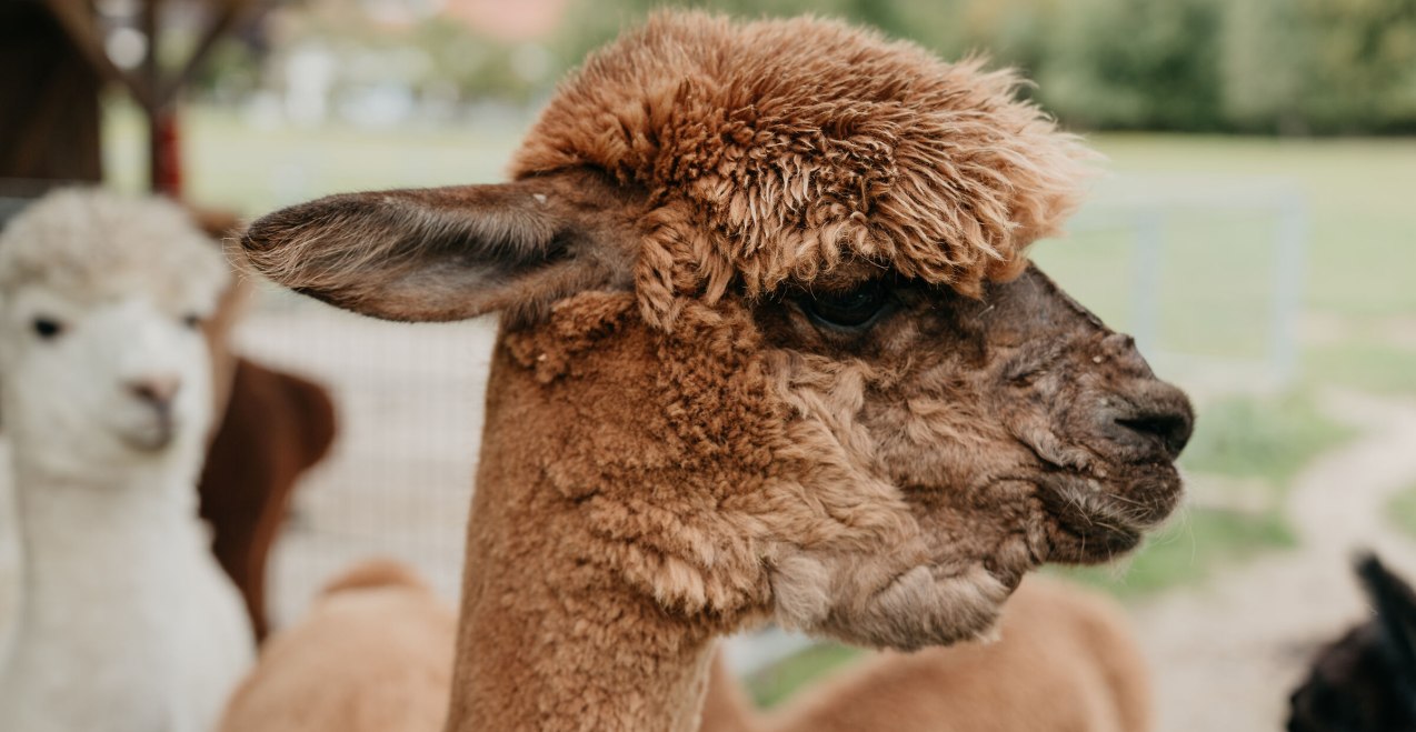 Alpakakopf im Profil, © Inn-Salzach Tourismus Alpakakopf im Profil, © Inn-Salzach Tourismus