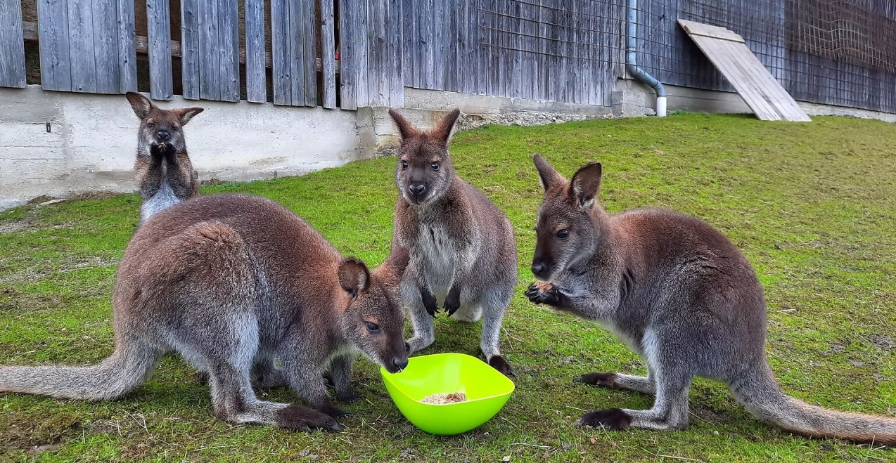 Wallabys beim Fressen, © Mühlbach Alpakas Wallabys beim Fressen, © Mühlbach Alpakas