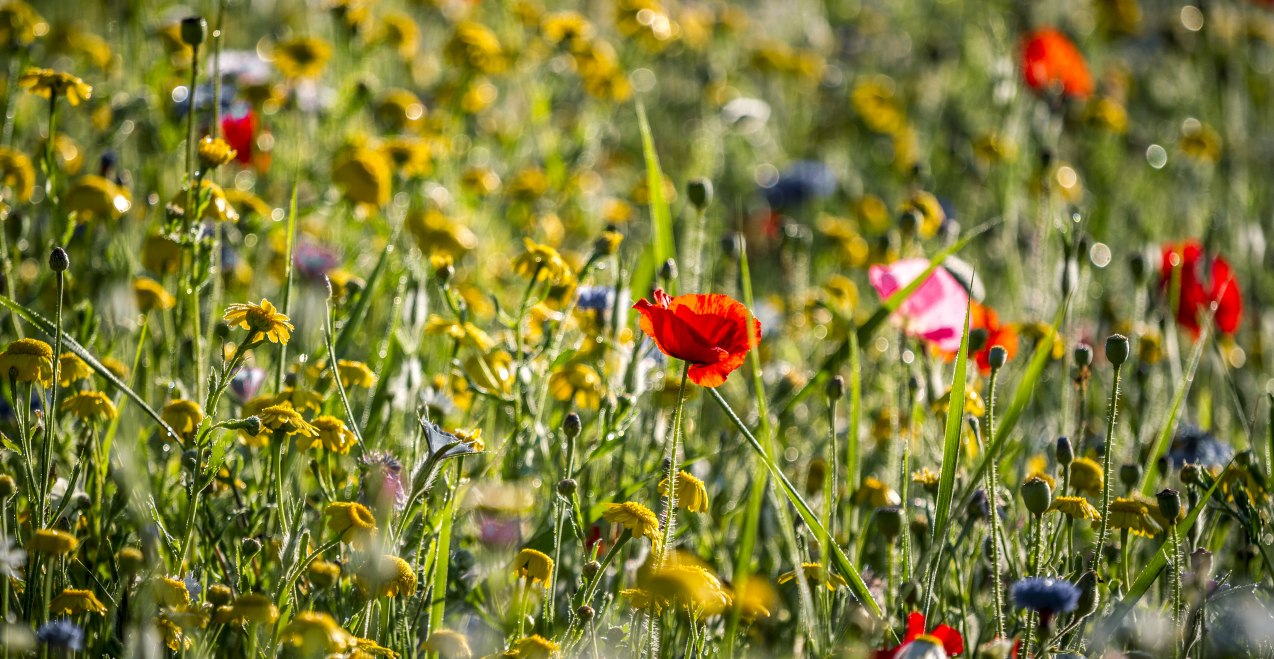Blumenwiese, © Tourismusverband Inn-Salzach Blumenwiese, © Tourismusverband Inn-Salzach