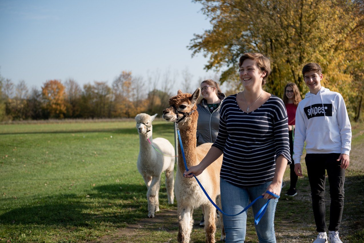 Gruppen-Wanderung mit Alpakas, © Inn-Salzach Tourismus Gruppen-Wanderung mit Alpakas, © Inn-Salzach Tourismus