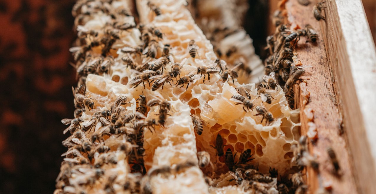 Bienen und Waben Imkerlerhpfad Marktl, © Inn-Salzach Tourismus Bienen und Waben Imkerlerhpfad Marktl, © Inn-Salzach Tourismus