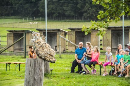 Greifvogel-Show im Wildfreizeitpark Oberreith, © Landratsamt Mühldorf a. Inn Greifvogel-Show im Wildfreizeitpark Oberreith, © Landratsamt Mühldorf a. Inn