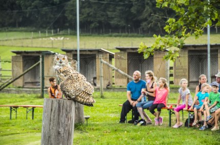 Greifvogel-Show im Wildfreizeitpark Oberreith, © Landratsamt Mühldorf a. Inn Greifvogel-Show im Wildfreizeitpark Oberreith, © Landratsamt Mühldorf a. Inn