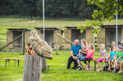 Greifvogel-Show im Wildfreizeitpark Oberreith, © Landratsamt Mühldorf a. Inn