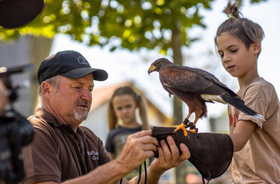 Greifvogel, © Inn-Salzach Tourismus