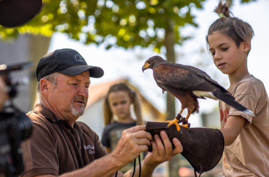 Greifvogel, &copy; Inn-Salzach Tourismus