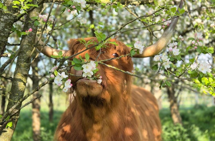 Highland Cattle Rind unter Fr&uuml;hlingsb&auml;umen, &copy; Winklhof
