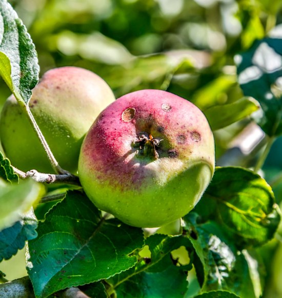 Apfel am Baum, © Inn-Salzach Tourismus