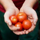 Hände mit Tomaten, © Ökomodellregion Mühldorfer Land