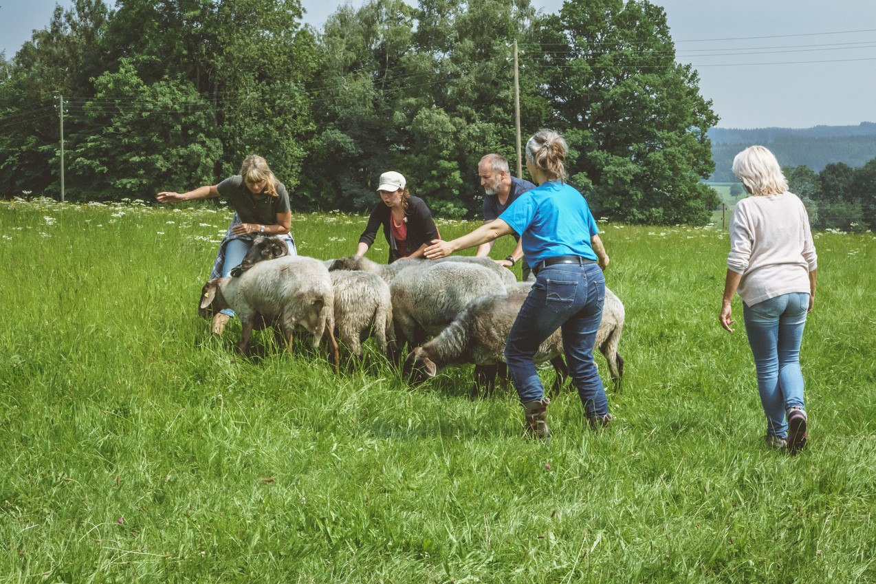 Schafe führen in der Gruppe, © Wolfgang Strober