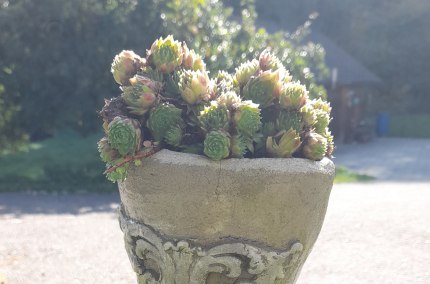 Schale hergestelt aus Knetbeton und bepflanzt mit Blumen, © Christine Schwarzenbeck