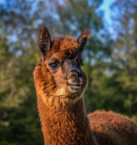 Alpaka von der Niedergerne Alpaka Ranch bei Haiming., © Niedergerner Alpaka Ranch