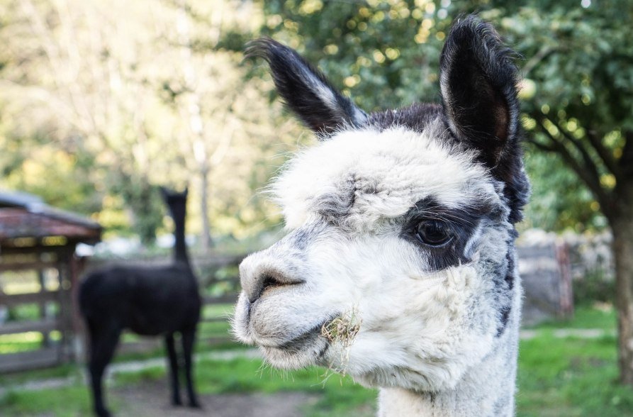 Mesnerhaus Burghausen Alpakas, &copy; Inn-Salzach Tourismus