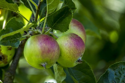 Apfel, © Tourismusverband Inn-Salzach