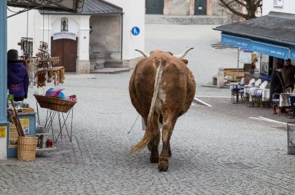 Tier bei der Alt&ouml;ttinger Bauernwallfahrt, &copy; Alexander Jaschke