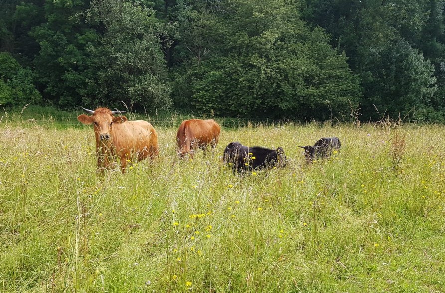 Rinder, &copy; Biohof P&uuml;rten