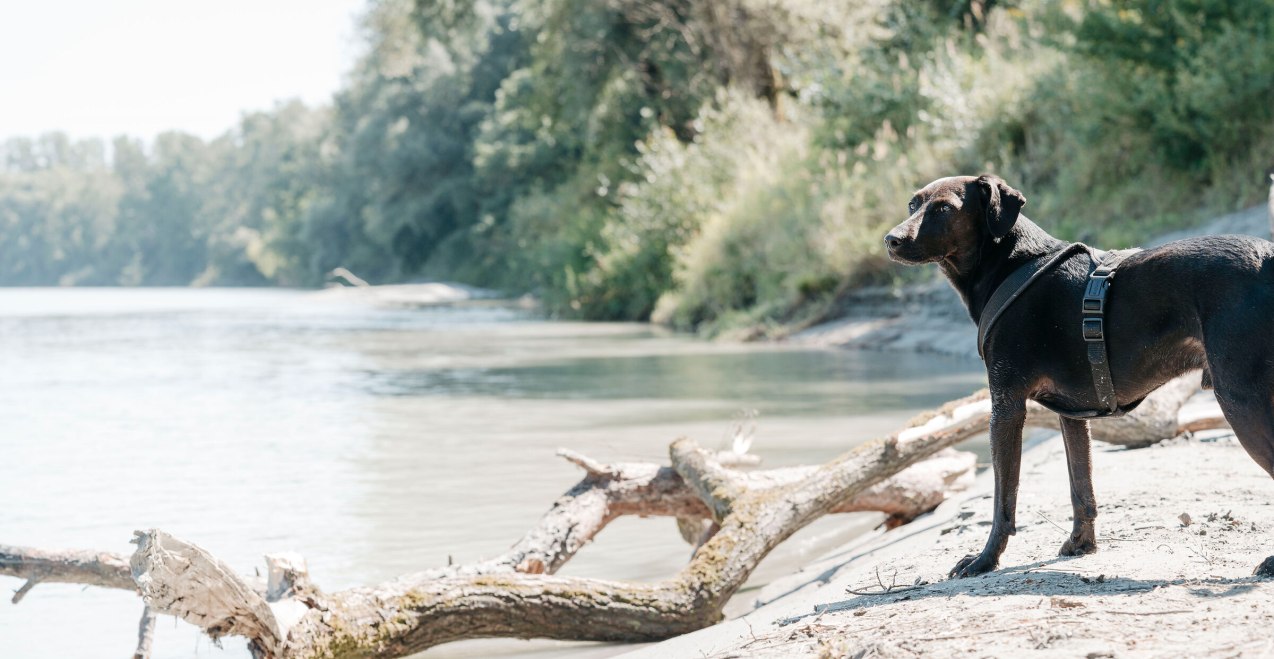 Hund am Innstrand M&uuml;hdlorf a. Inn, &copy; Inn-Salzach Tourismus