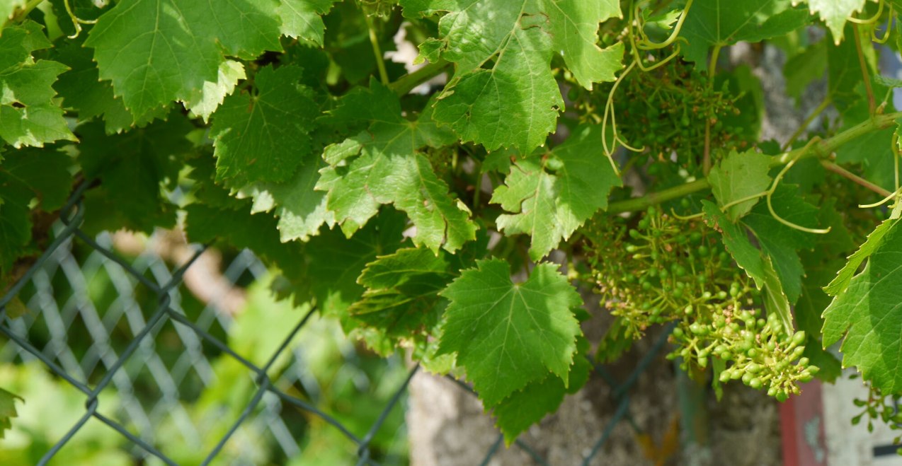 Weinfest in Haag i. OB., &copy; Tourismusverband Inn-Salzach
