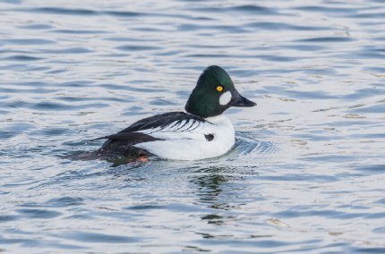 Natur erleben im November, © Thomas Pumberger