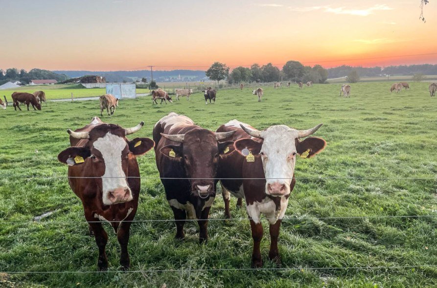 K&uuml;he vorm Sonnenuntergang, &copy; Schacherbauerhof