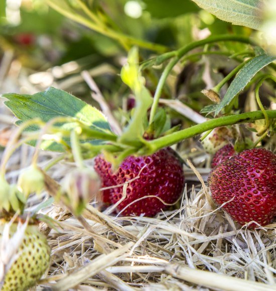 Erdbeeren aus der Inn-Salzach Region, © Inn-Salzach Tourismus